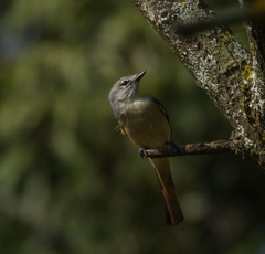 Pericrocotus cinnamomeus