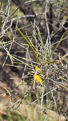 Acacia aneura