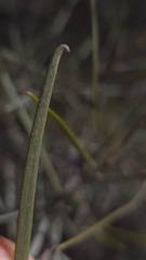 Acacia aneura, photograph (c) Petra Holland, some rights reserved (CC BY)