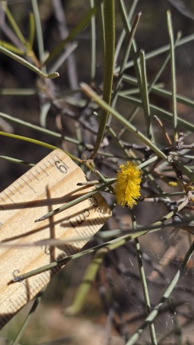 Acacia aneura, photograph 2