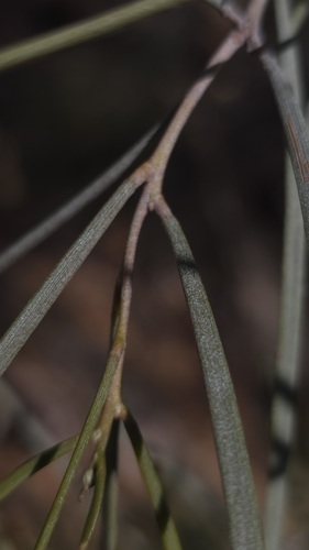 Acacia aneura, photograph 4