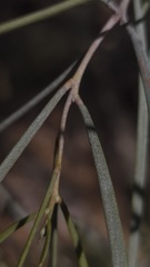 Acacia aneura, photograph (c) Petra Holland, some rights reserved (CC BY)