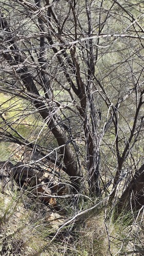 Acacia aneura, photograph 5