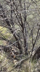 Acacia aneura, photograph (c) Petra Holland, some rights reserved (CC BY)