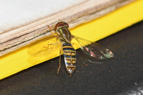 Maize Calligrapher