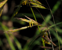 Bromus syriacus