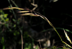Bromus syriacus