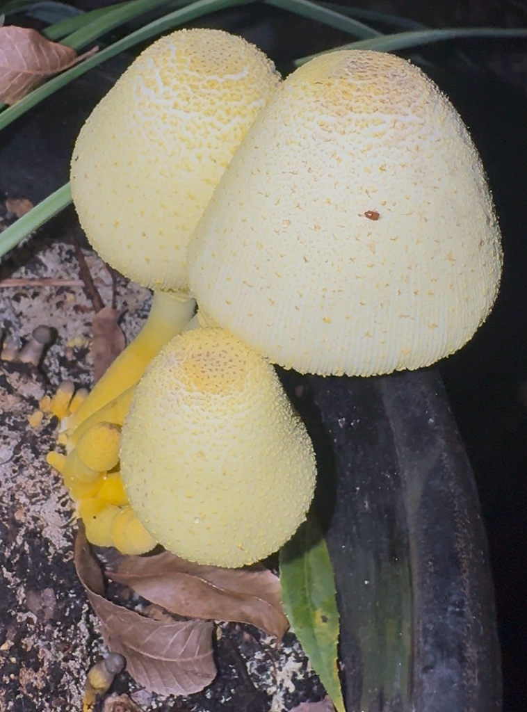 flowerpot parasol · September 2026 · photo: Photo: (c) Zachary Long, some rights reserved (CC BY) · iNaturalist