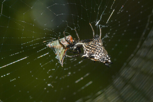 Spined Micrathena