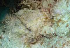 Coryphopterus thrix