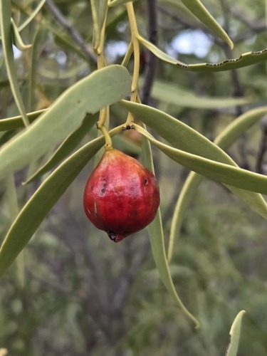 Desert Quandong