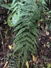 Serpocaulon fraxinifolium (Serpocaulon fraxinifolium)