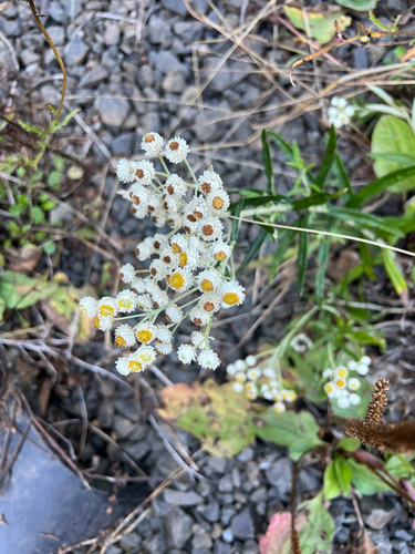 pearly everlasting