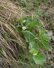 Viola mirabilis