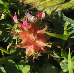Trifolium spumosum