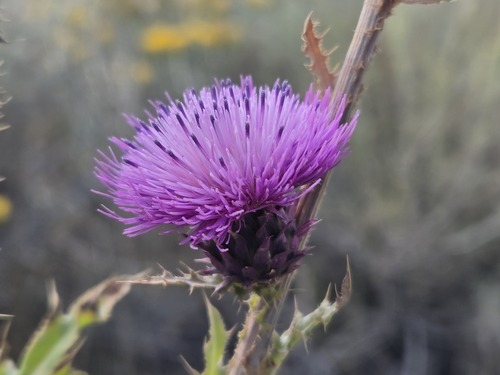 musk thistle