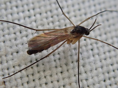 Diptera