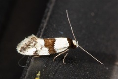 Euphiltra epilecta