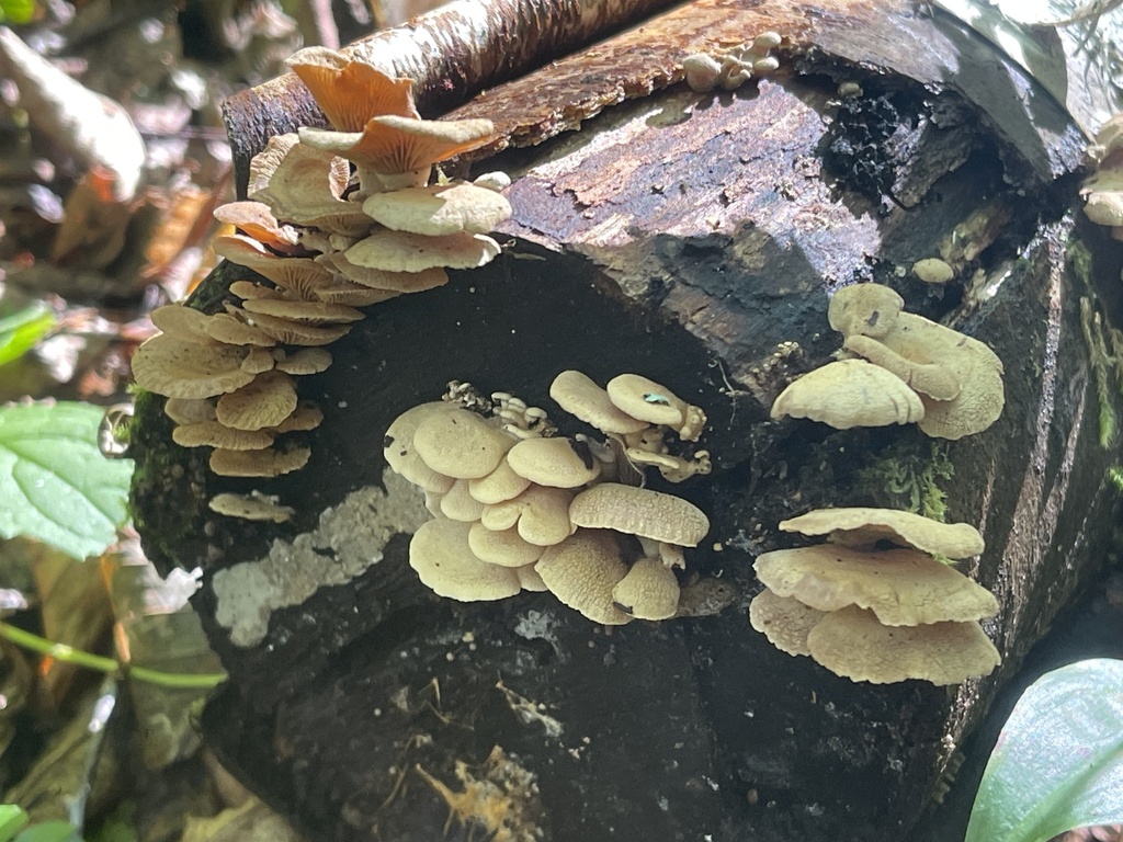 Luminescent Panellus · September 2026 · photo: Photo: (c) Peter Nathaniel Boyer, some rights reserved (CC BY) · iNaturalist