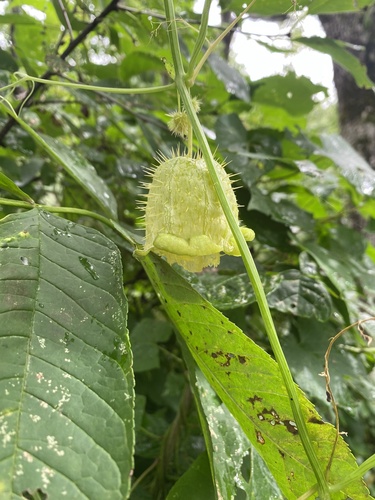 prickly cucumber
