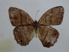 Cissia confusa