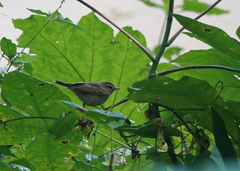 Phylloscopus fuscatus