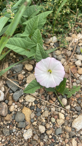 field bindweed