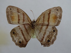 Cissia confusa