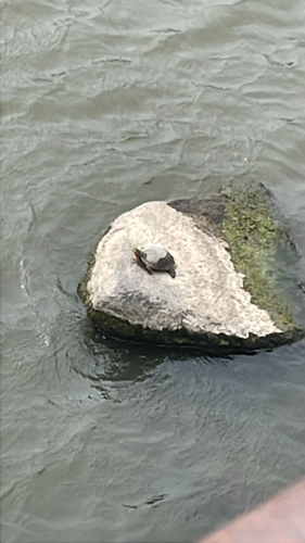 Painted Turtle