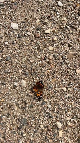 Painted Lady