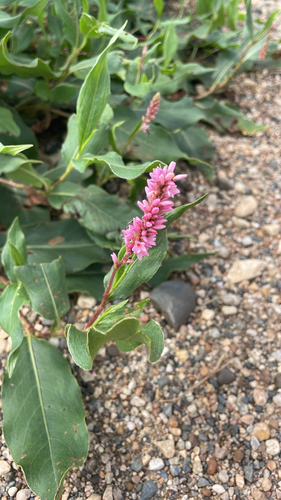 water smartweed