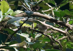 Phylloscopus trochiloides
