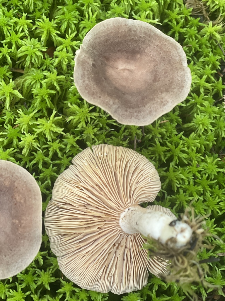 pap milkcap · September 2026 · photo: Photo: (c) Peter Nathaniel Boyer, some rights reserved (CC BY) · iNaturalist