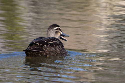 Pacific Black Duck