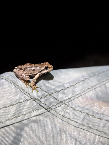 iNaturalist observation photo of Pacific chorus frog