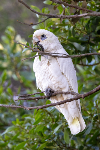 Little Corella