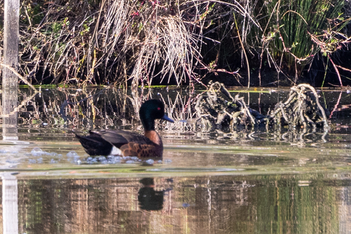 Chestnut Teal