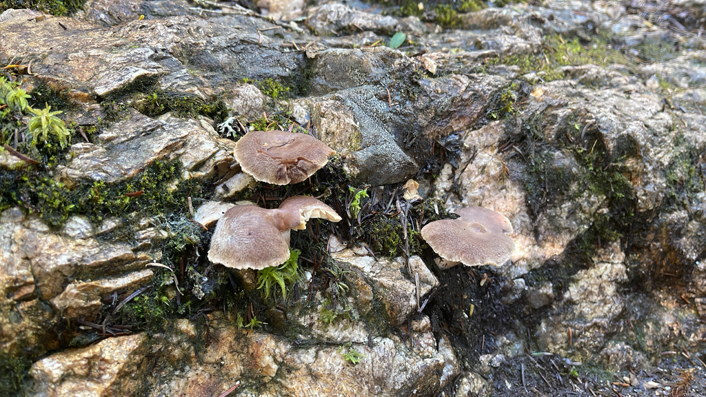 pap milkcap · September 2026 · photo: Photo: (c) Peter Nathaniel Boyer, some rights reserved (CC BY) · iNaturalist