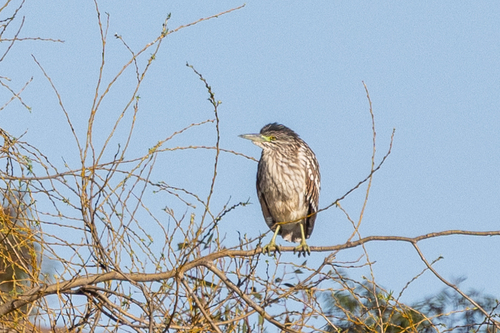 Nankeen Night Heron