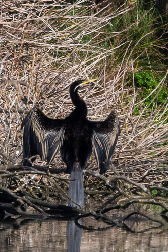 Australasian Darter