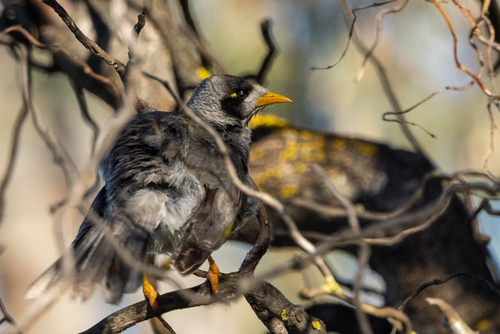 Noisy Miner