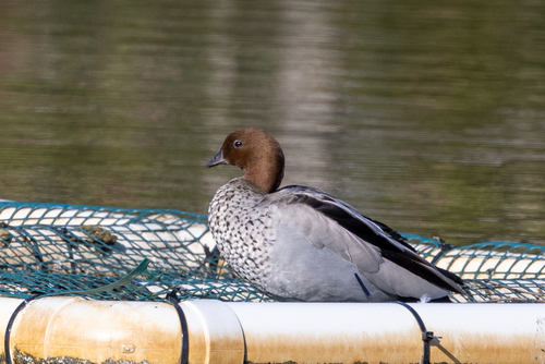 Australian Wood Duck