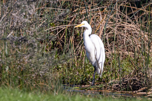 Great Egret