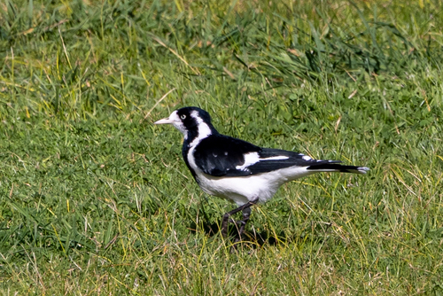 Magpie-lark