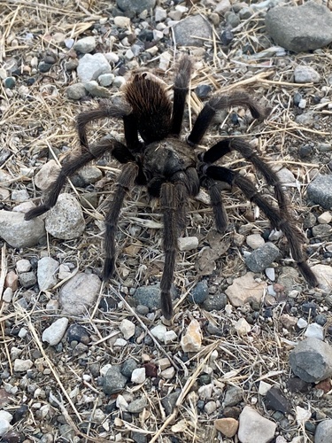 iNaturalist observation photo of California Ebony Tarantula