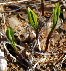 Allium ochotense