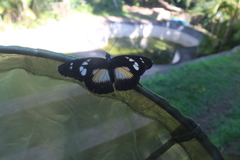 Pseudacraea lucretia