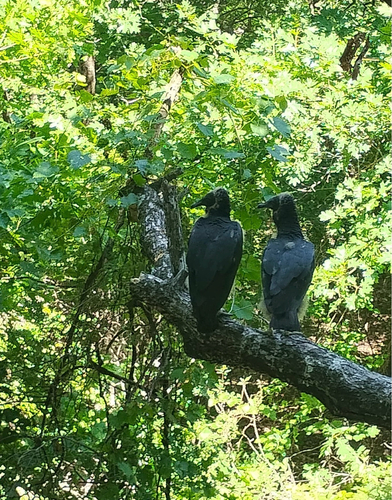 Black Vulture