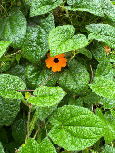 Thunbergia alata observed 2026-09-07