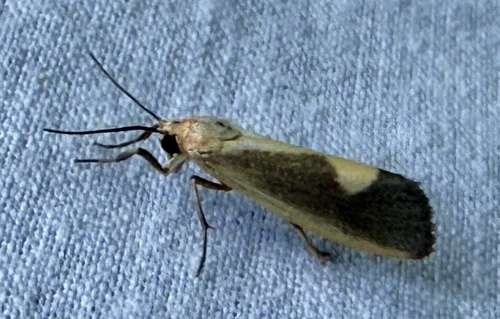 Lead-colored Lichen Moth